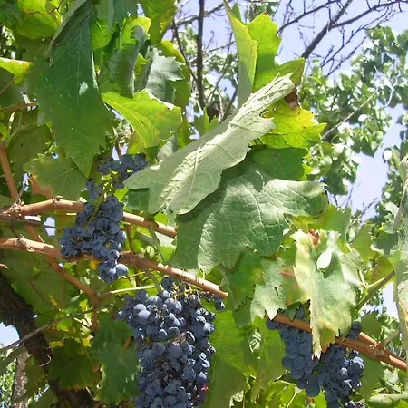 Kleine Mit Geschlossenem Garten In Дом отдыха Парабита